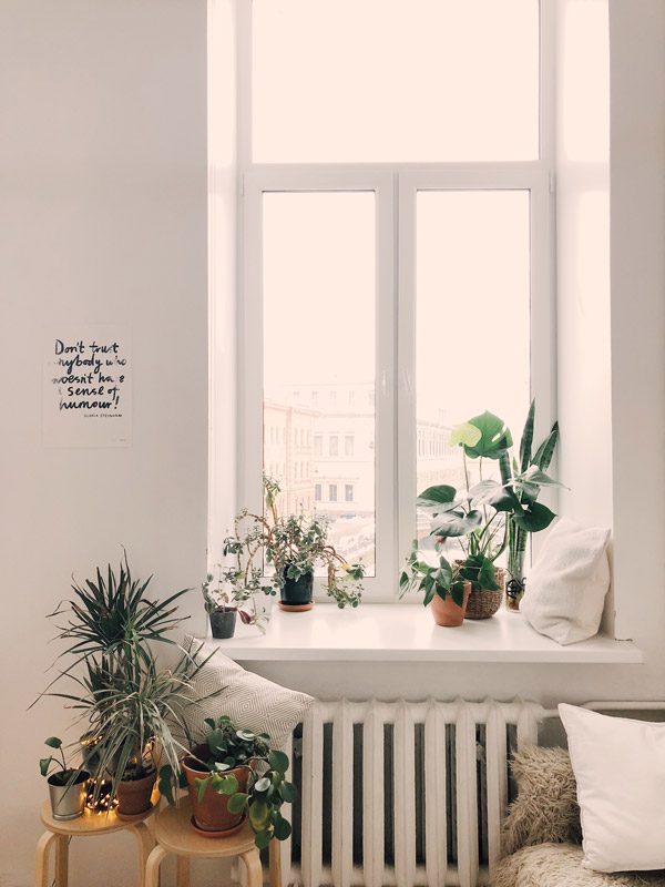 Thermotec AG - Natur im Haus – Wie sich Pflanzen auf das Raumklima und unser Wohlbefinden auswirken - Zimmerpflanzen auf Fensterbrett